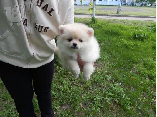 PoulaTo: Δύο Awesome T-Cup Pomeranian Puppies